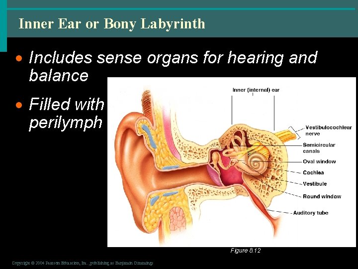 Inner Ear or Bony Labyrinth · Includes sense organs for hearing and balance ·