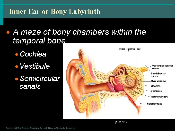 Inner Ear or Bony Labyrinth · A maze of bony chambers within the temporal