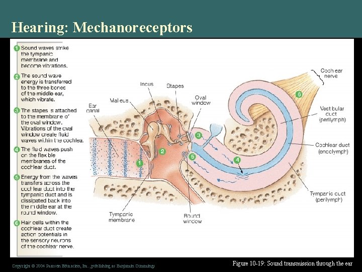 Hearing: Mechanoreceptors Copyright © 2004 Pearson Education, Inc. , publishing as Benjamin Cummings Figure