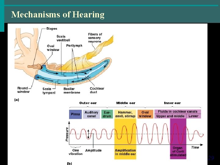 Mechanisms of Hearing Figure 8. 14 Copyright © 2004 Pearson Education, Inc. , publishing