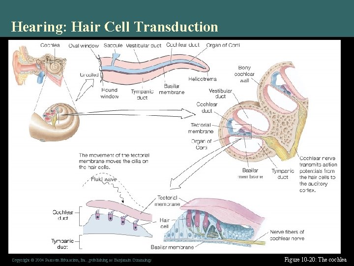 Hearing: Hair Cell Transduction Copyright © 2004 Pearson Education, Inc. , publishing as Benjamin