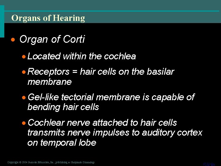 Organs of Hearing · Organ of Corti · Located within the cochlea · Receptors