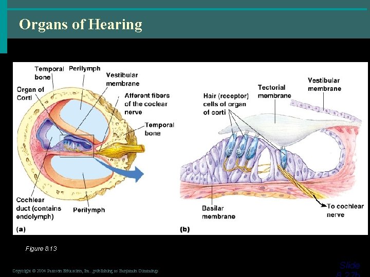 Organs of Hearing Figure 8. 13 Copyright © 2004 Pearson Education, Inc. , publishing