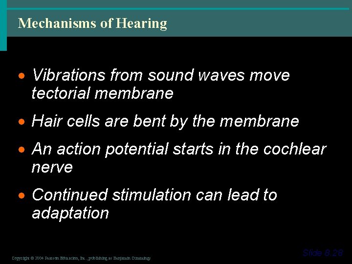 Mechanisms of Hearing · Vibrations from sound waves move tectorial membrane · Hair cells