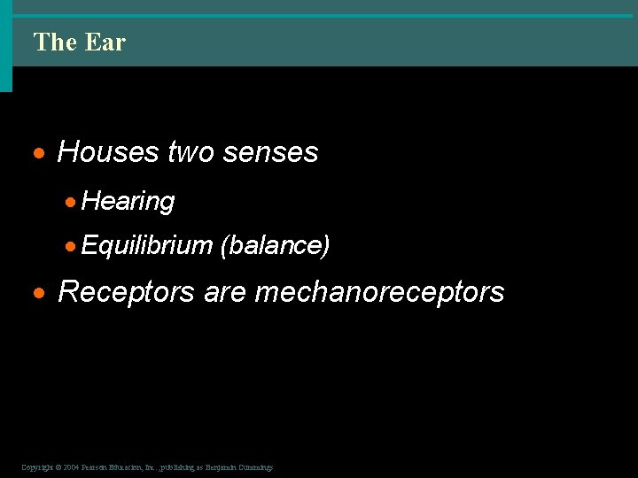 The Ear · Houses two senses · Hearing · Equilibrium (balance) · Receptors are