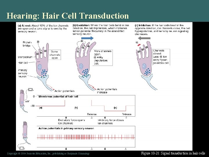 Hearing: Hair Cell Transduction Copyright © 2004 Pearson Education, Inc. , publishing as Benjamin