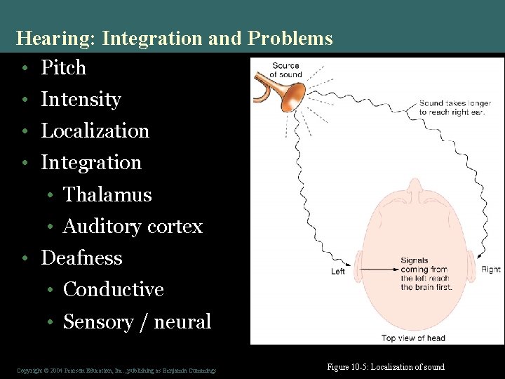 Hearing: Integration and Problems • Pitch • Intensity • Localization • Integration • Thalamus