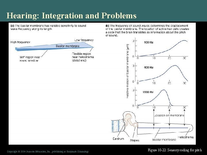 Hearing: Integration and Problems Copyright © 2004 Pearson Education, Inc. , publishing as Benjamin