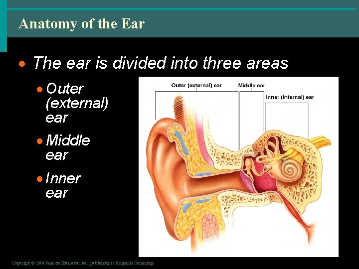 Anatomy of the Ear · The ear is divided into three areas · Outer