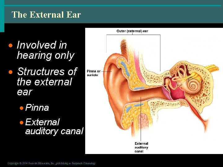 The External Ear · Involved in hearing only · Structures of the external ear