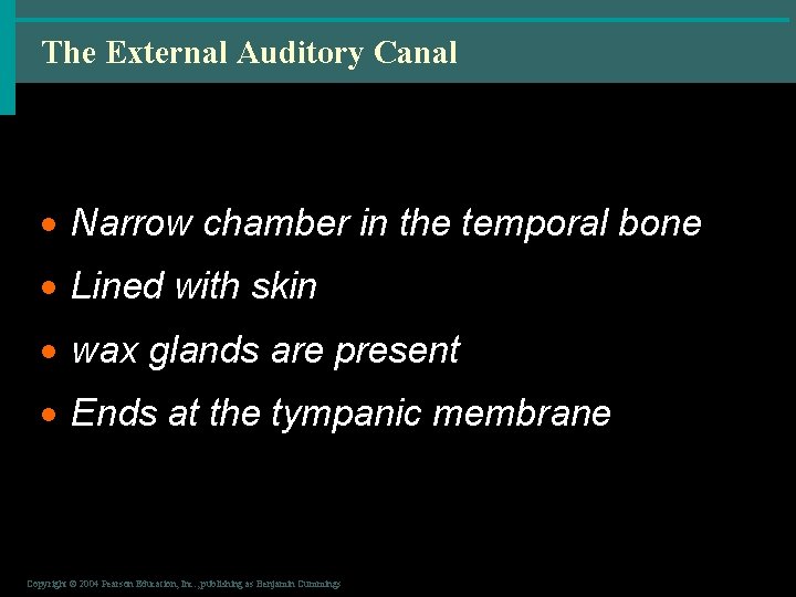 The External Auditory Canal · Narrow chamber in the temporal bone · Lined with