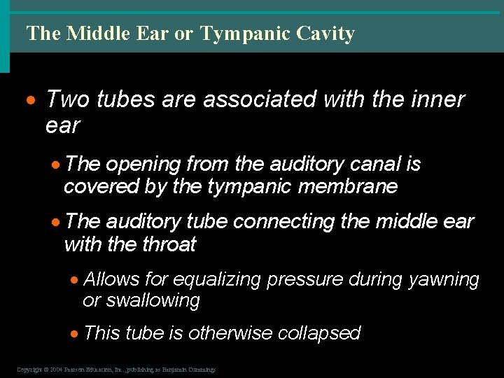 The Middle Ear or Tympanic Cavity · Two tubes are associated with the inner