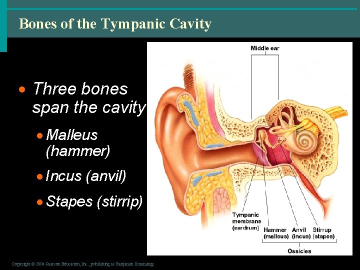 Bones of the Tympanic Cavity · Three bones span the cavity · Malleus (hammer)