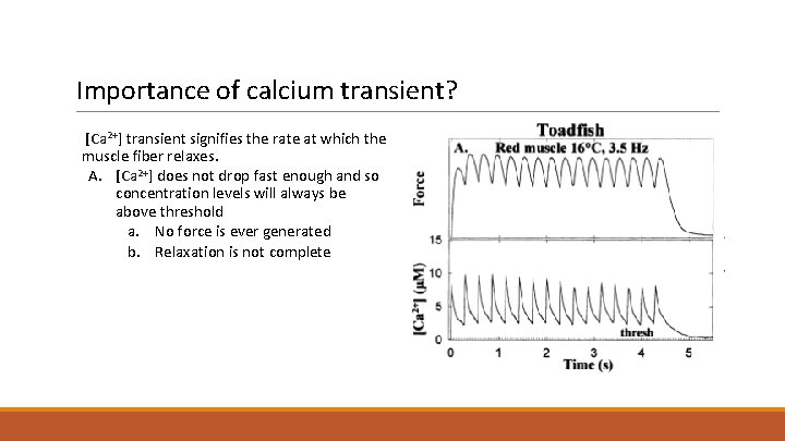 Importance of calcium transient? [Ca 2+] transient signifies the rate at which the muscle