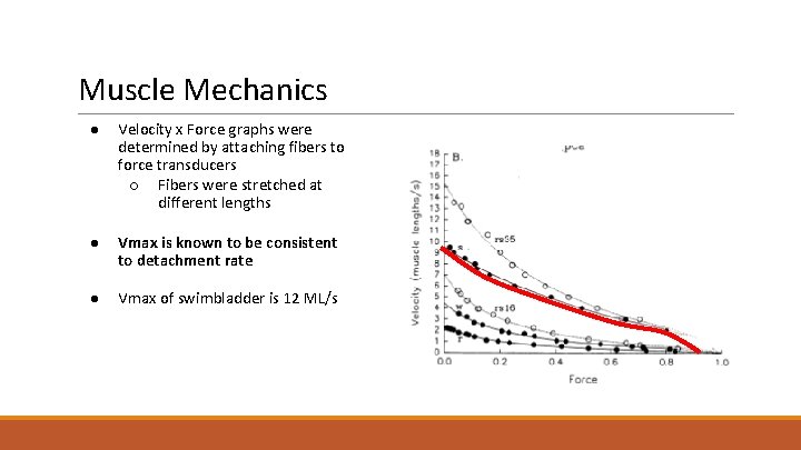 Muscle Mechanics ● Velocity x Force graphs were determined by attaching fibers to force