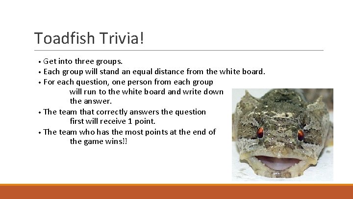 Toadfish Trivia! • Get into three groups. • Each group will stand an equal