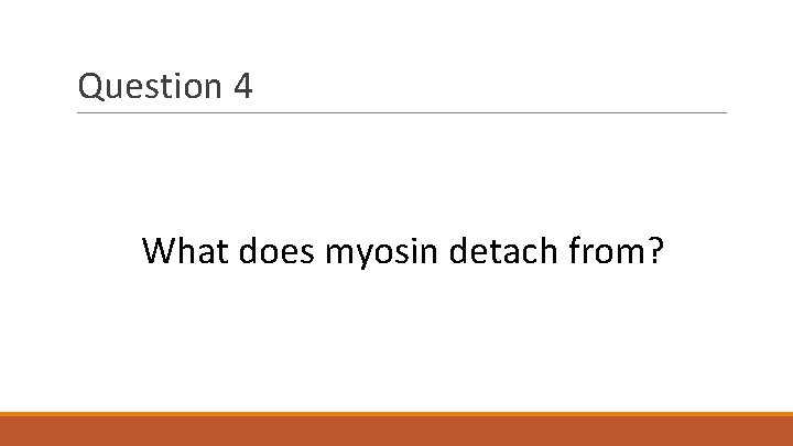 Question 4 What does myosin detach from? 