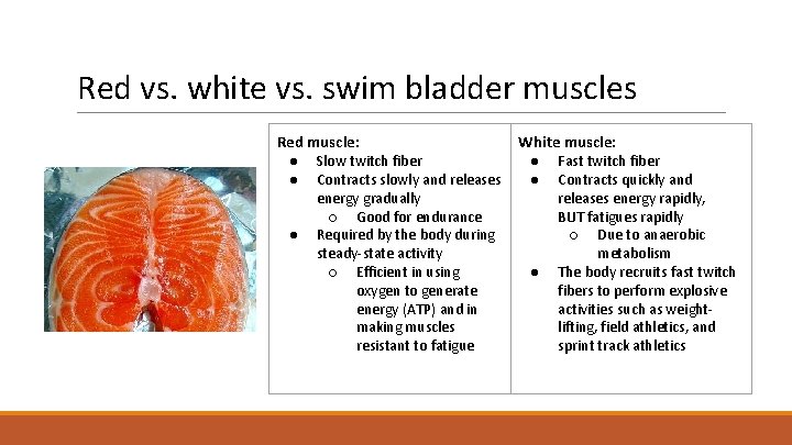 Red vs. white vs. swim bladder muscles Red muscle: ● Slow twitch fiber ●