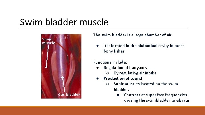 Swim bladder muscle The swim bladder is a large chamber of air ● It