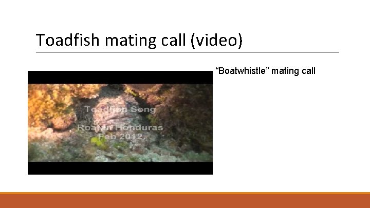 Toadfish mating call (video) “Boatwhistle” mating call 