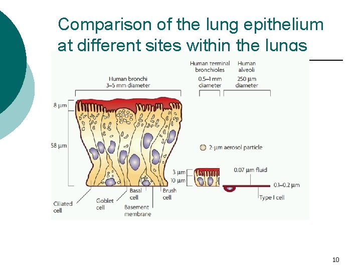 Comparison of the lung epithelium at different sites within the lungs 10 Comparison of the lung epithelium at different sites within the lungs 10