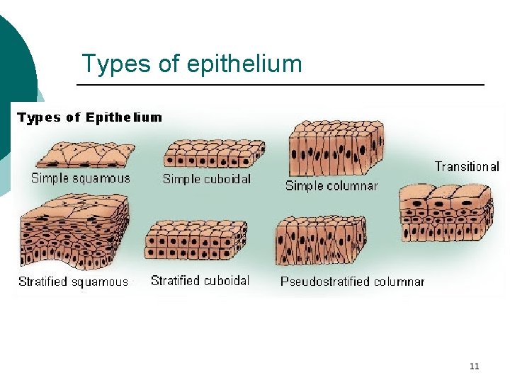 Types of epithelium 11 