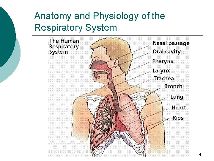 Anatomy and Physiology of the Respiratory System 4 Anatomy and Physiology of the Respiratory System 4