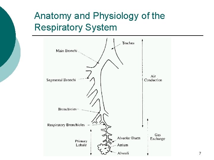 Anatomy and Physiology of the Respiratory System 7 