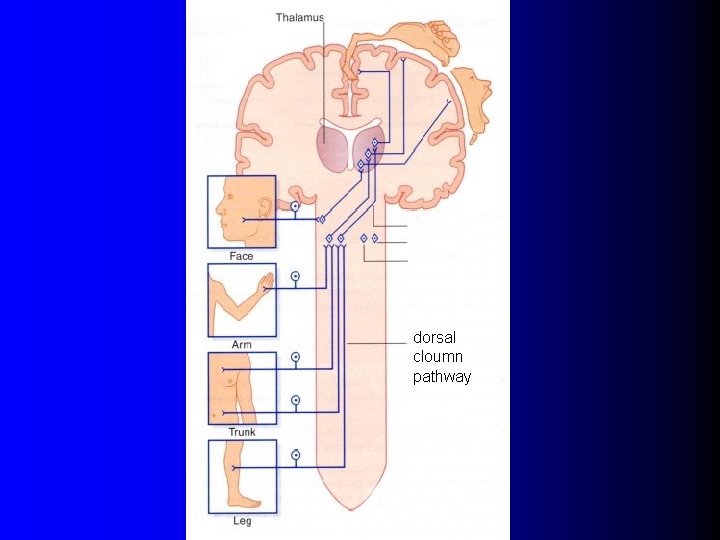 dorsal cloumn pathway 