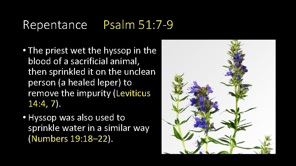 Repentance Psalm 51: 7 -9 • The priest wet the hyssop in the blood Repentance Psalm 51: 7 -9 • The priest wet the hyssop in the blood