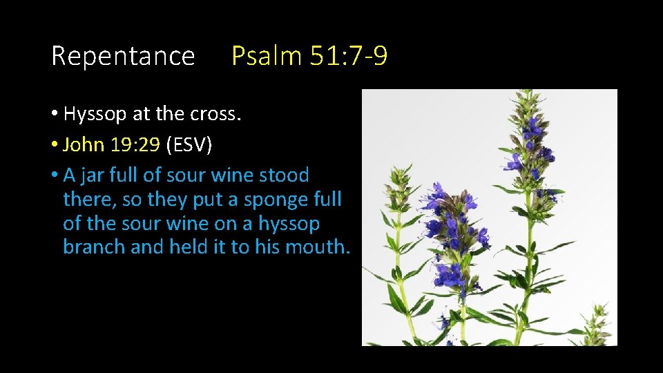 Repentance Psalm 51: 7 -9 • Hyssop at the cross. • John 19: 29 Repentance Psalm 51: 7 -9 • Hyssop at the cross. • John 19: 29