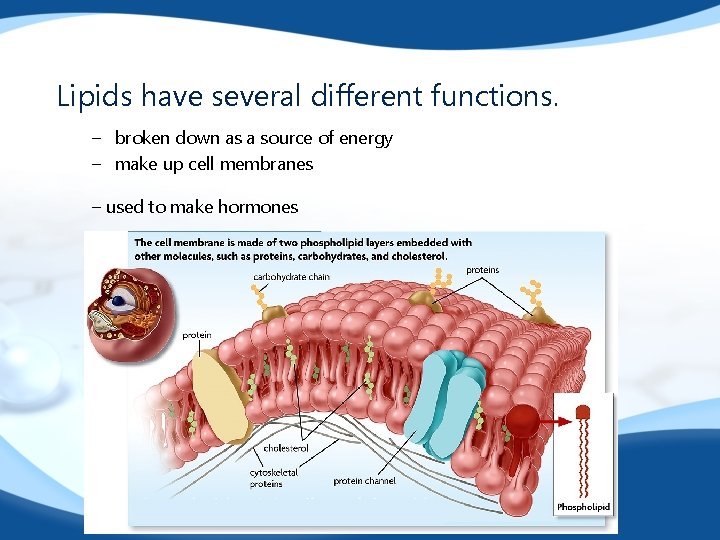 Lipids have several different functions. – broken down as a source of energy –