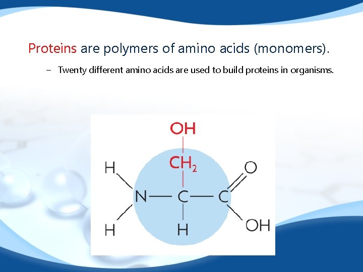 Proteins are polymers of amino acids (monomers). – Twenty different amino acids are used