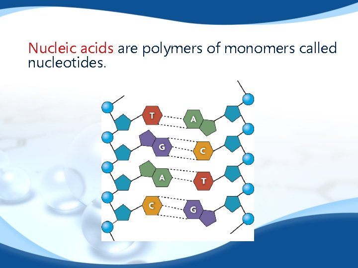 Nucleic acids are polymers of monomers called nucleotides. 