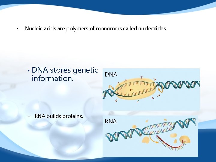  • Nucleic acids are polymers of monomers called nucleotides. • DNA stores genetic