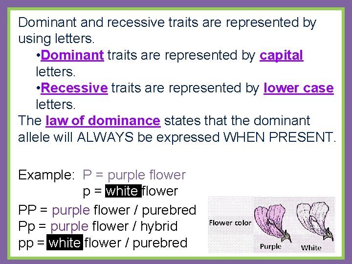 Dominant and recessive traits are represented by using letters. • Dominant traits are represented