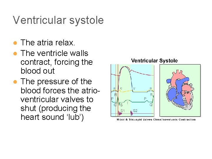 Ventricular systole ● The atria relax. ● The ventricle walls contract, forcing the blood Ventricular systole ● The atria relax. ● The ventricle walls contract, forcing the blood