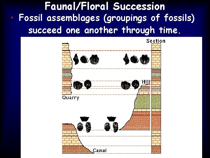 Faunal/Floral Succession • • Fossil assemblages (groupings of fossils) succeed one another through time.