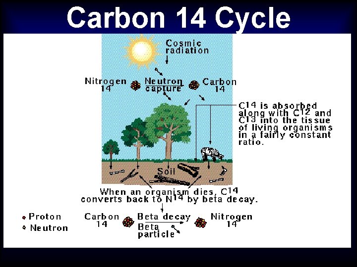 Carbon 14 Cycle 