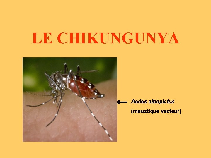 LE CHIKUNGUNYA Aedes albopictus (moustique vecteur) 