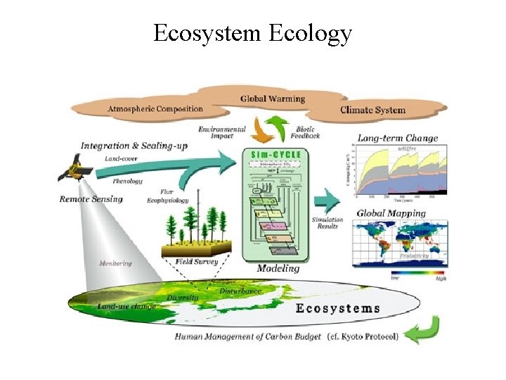 Ecosystem Ecology 