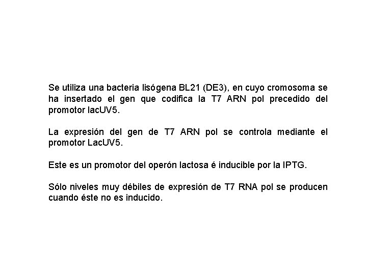 Se utiliza una bacteria lisógena BL 21 (DE 3), en cuyo cromosoma se ha