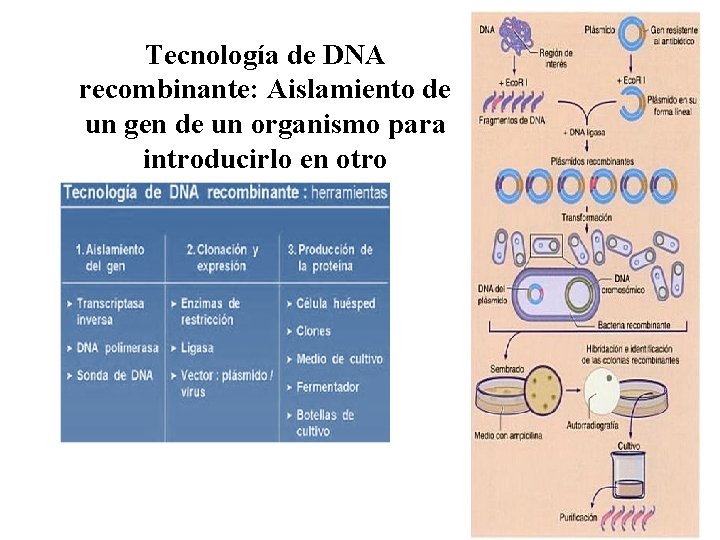 Tecnología de DNA recombinante: Aislamiento de un gen de un organismo para introducirlo en