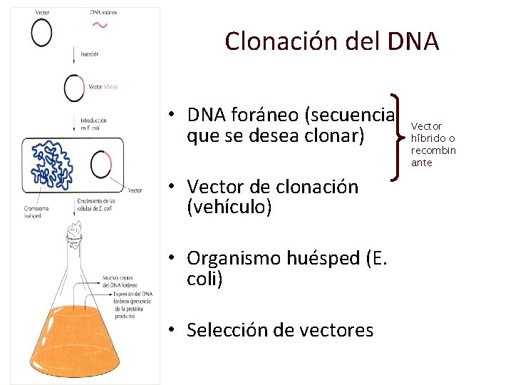 Clonación del DNA • DNA foráneo (secuencia que se desea clonar) • Vector de