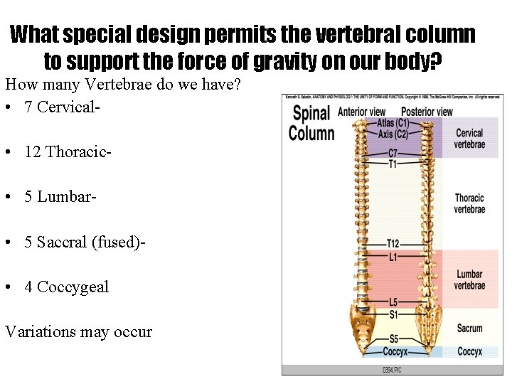 What special design permits the vertebral column to support the force of gravity on