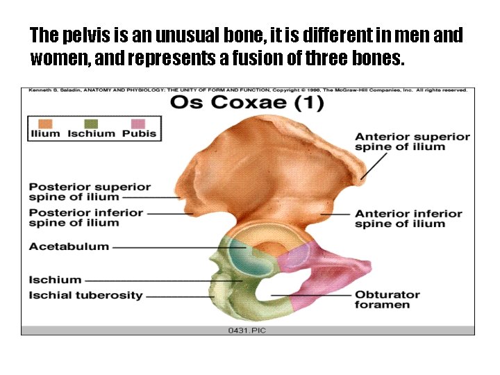 The pelvis is an unusual bone, it is different in men and women, and