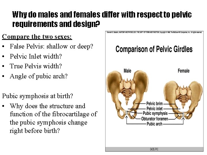 Why do males and females differ with respect to pelvic requirements and design? Compare