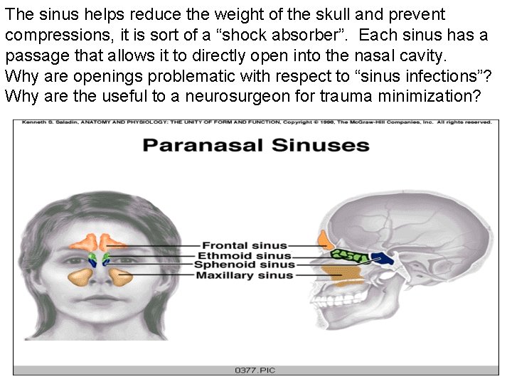 The sinus helps reduce the weight of the skull and prevent compressions, it is