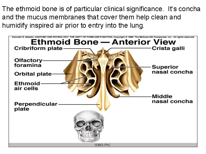 The ethmoid bone is of particular clinical significance. It’s concha and the mucus membranes