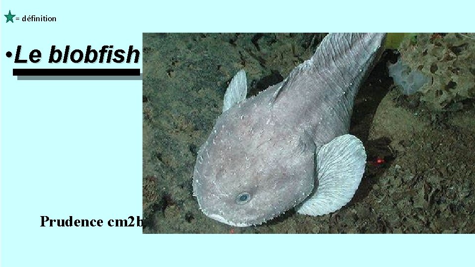  = définition • Le blobfish Prudence cm 2 b 